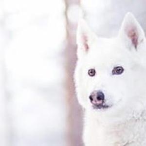 WiseWolf Life, Career and Business Coaching