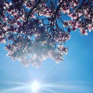 Melanie Jakobs HolisticTransform Coach