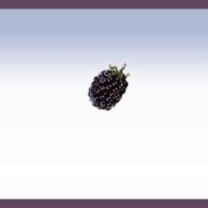 Blackberry Hill Studio *Coaching for Work & Life*